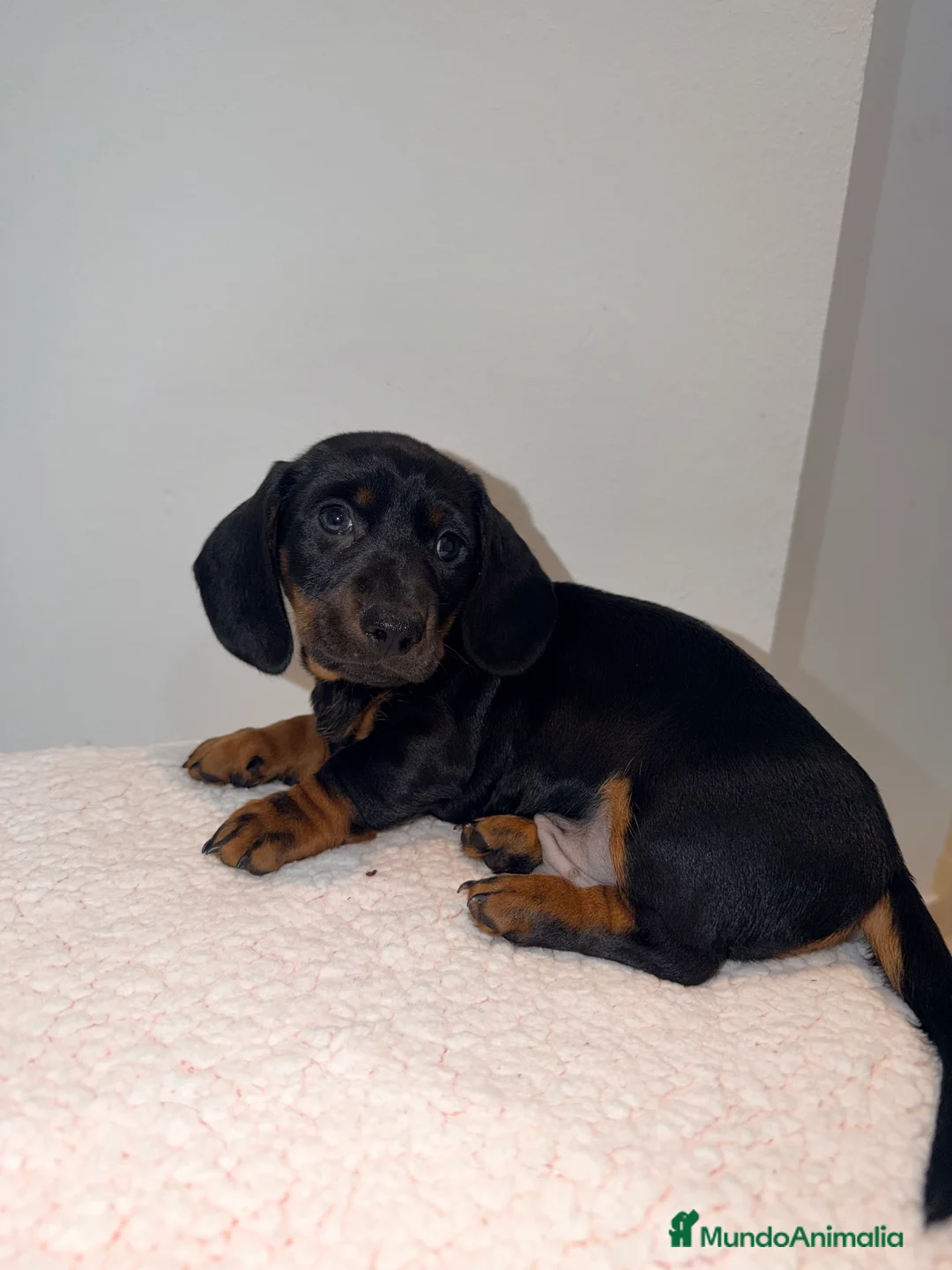 Teckel Miniatura perros en venta: Teckel negro fuego  - Anuncio 3