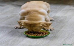 Labrador Retriever perros en venta: LABRADORES MADRID  - Imagen 3
