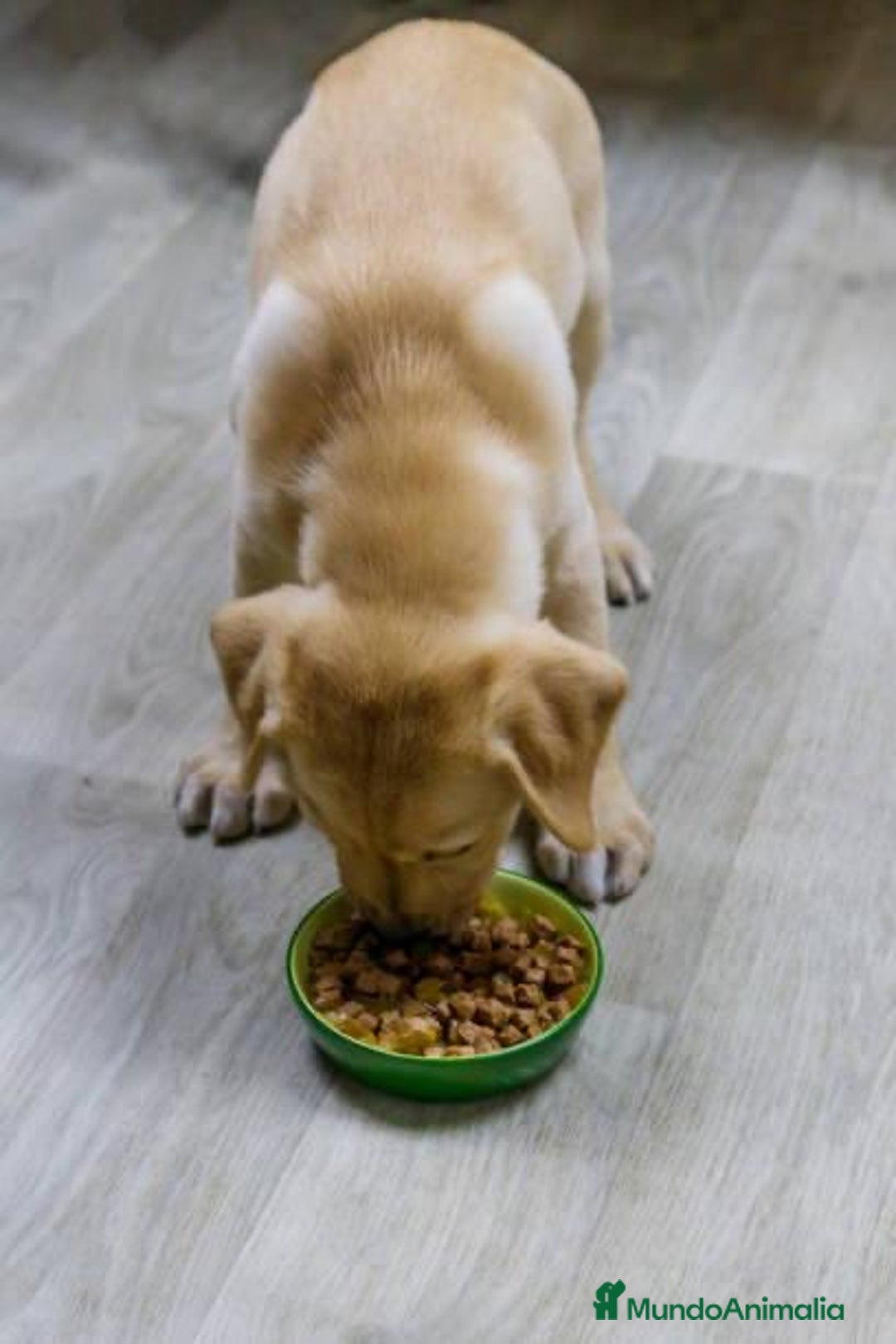 Labrador Retriever perros en venta: LABRADORES MADRID  - Imagen 3