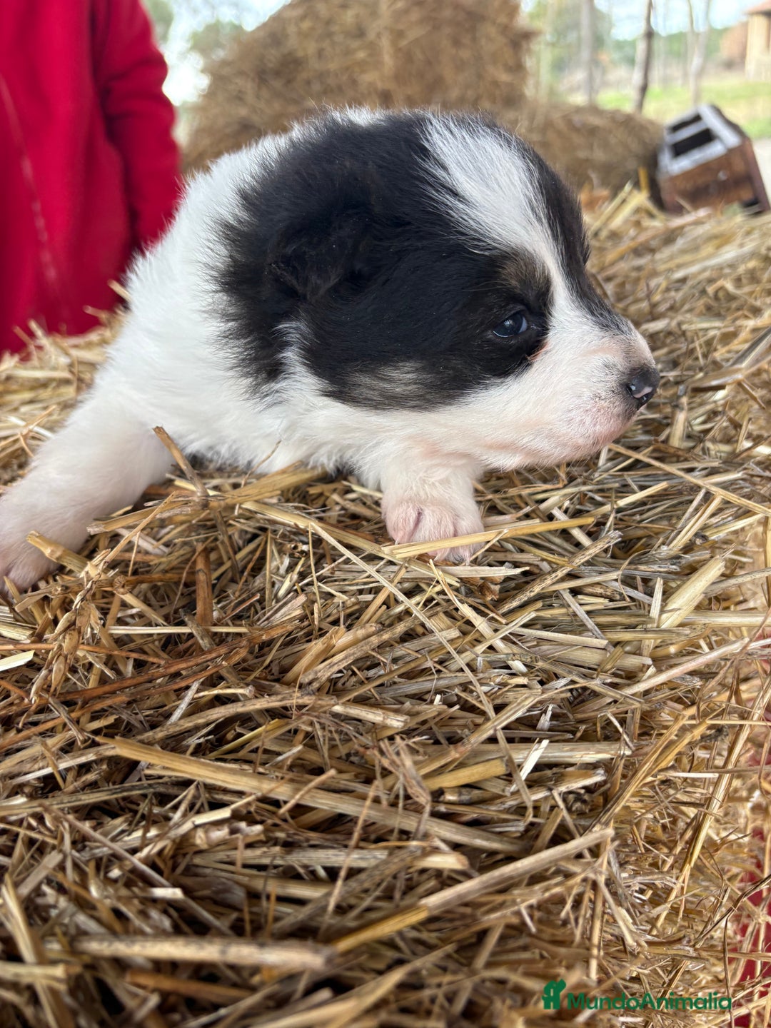 Border Collie perros en venta: Linda hembra de Border  collie  - Anuncio 16