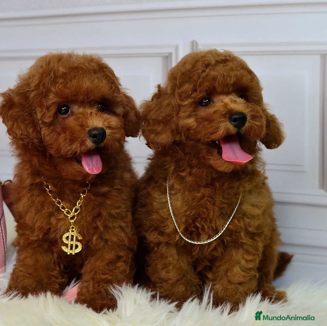 Caniche Toy perros en venta: caniche toy rojo - Anuncio 1