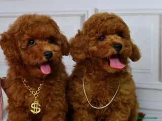 Caniche Toy perros caniche toy rojo - Anuncio 4