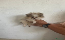 Pomerania perros en venta: CACHORROS DE POMERANIA  - Imagen 6