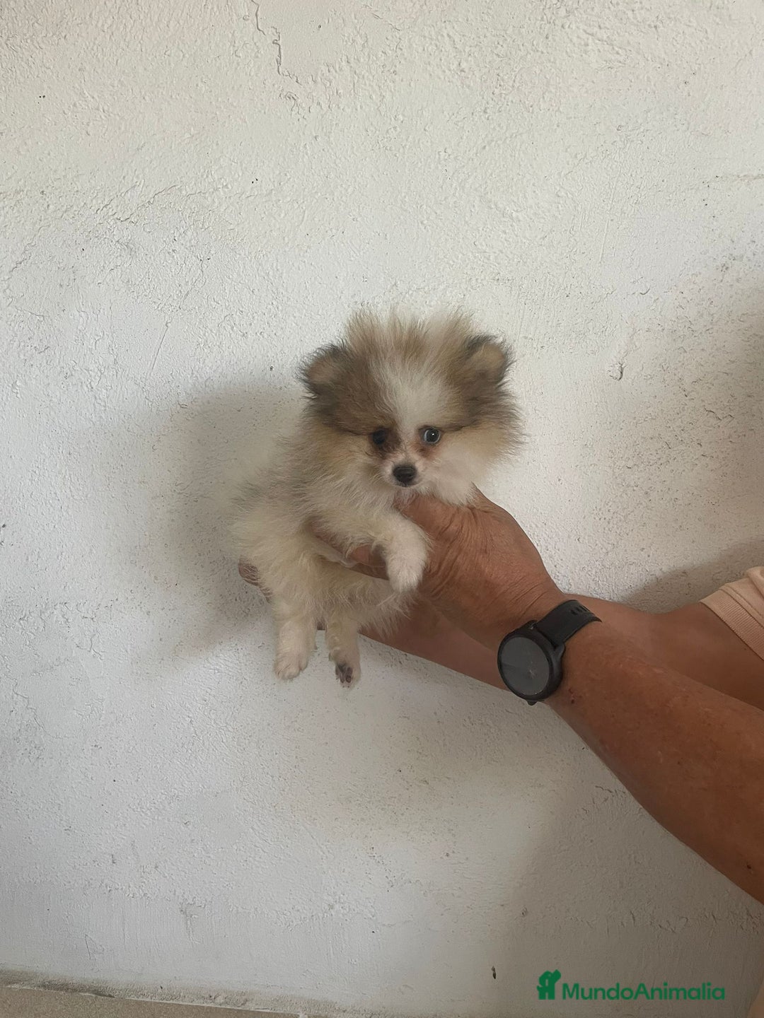 Pomerania perros en venta: CACHORROS DE POMERANIA  - Imagen 6