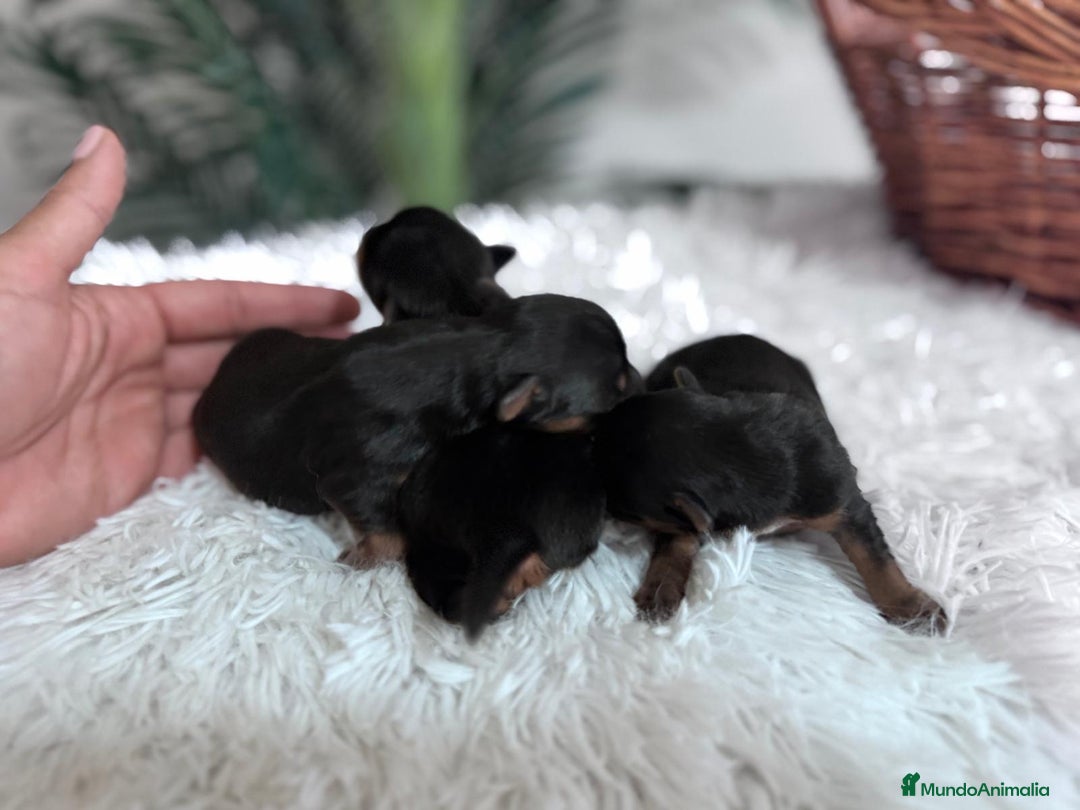 Yorkshire Terrier perros en venta: YORKSHIRE TERRIER - Imagen 4