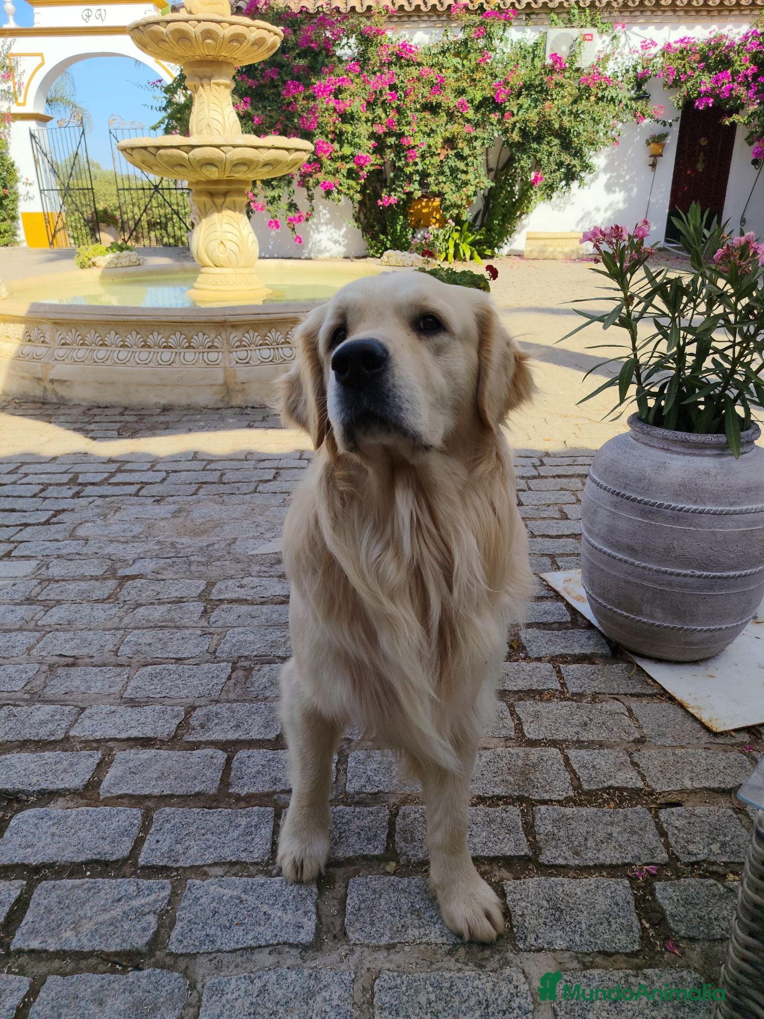 Golden Retriever perros Golden Retriever para montas - Anuncio 1
