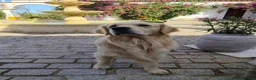 Golden Retriever perros para monta: Golden Retriever para montas en Sevilla - Anuncio 1