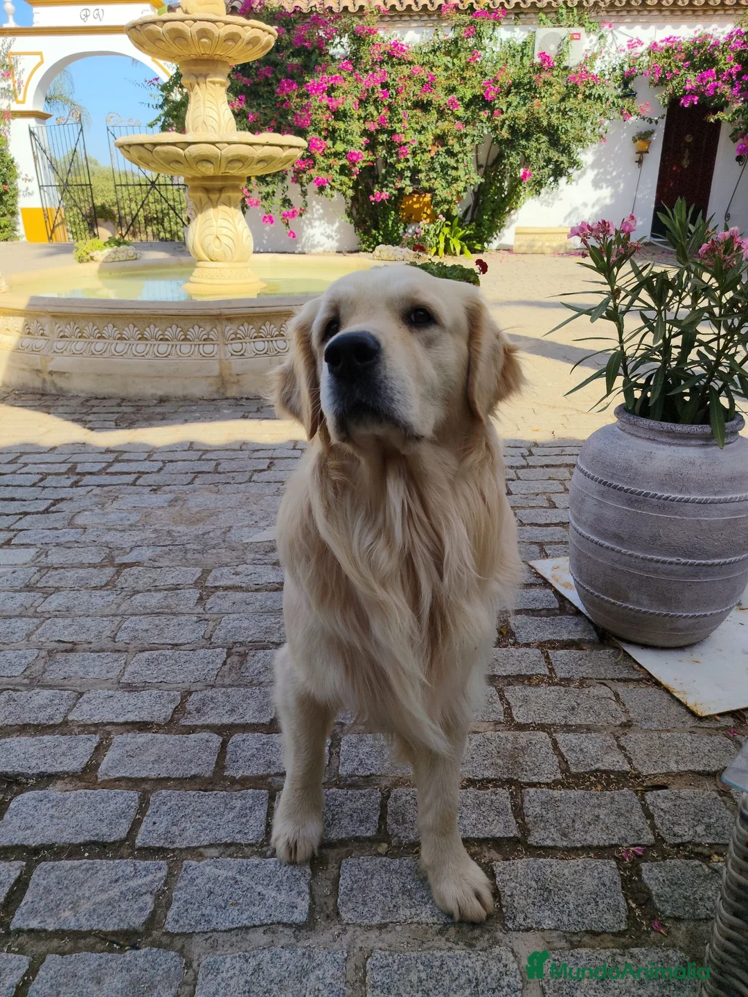 Golden Retriever perros para monta: Golden Retriever para montas en Sevilla - Anuncio 1