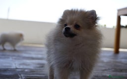 Pomerania perros en venta: 🐾 Strike y Froxty – Pomerania únicos 🐾 - Imagen 6