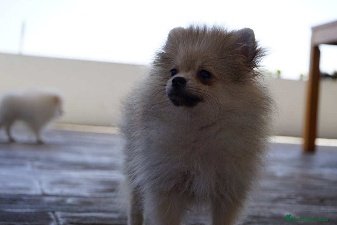 Pomerania perros en venta: 🐾 Strike y Froxty – Pomerania únicos 🐾 - Imagen 6