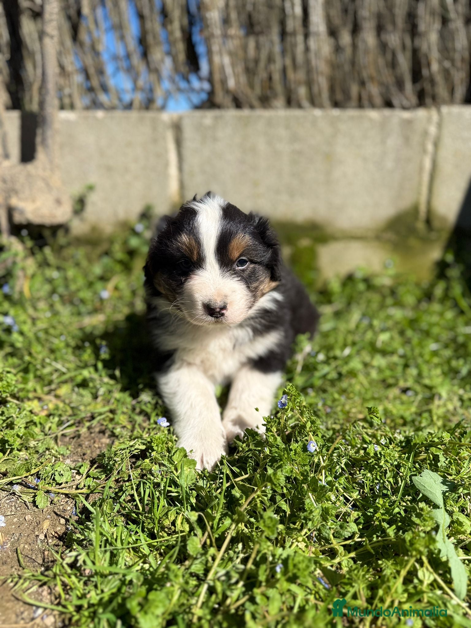 Pastor Australiano perros Cachorros pastor australiano  - Anuncio 1
