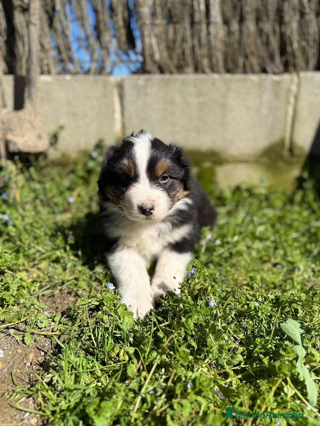 Pastor Australiano perros en venta: Cachorros pastor australiano  - Anuncio 1