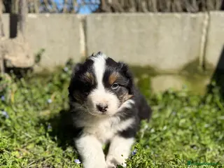 Pastor Australiano perros Cachorros pastor australiano - Anuncio 1