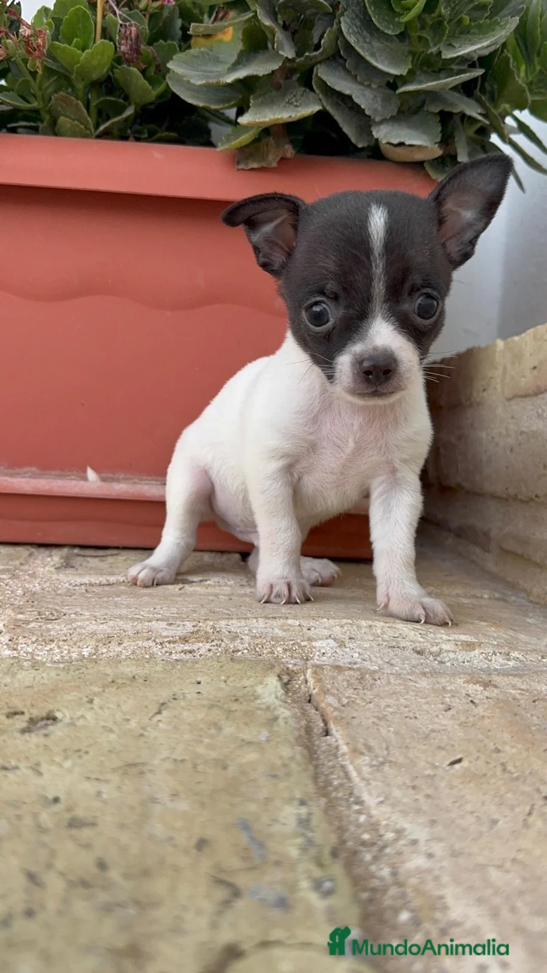 Chihuahua perros en venta: CHIHUAHUA - MACHO - Anuncio 1