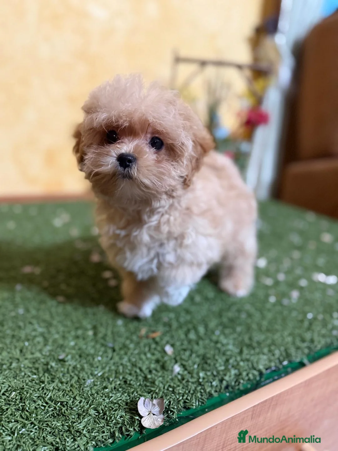 Maltipoo perros en venta: MALTIPOO TOY  - Anuncio 9