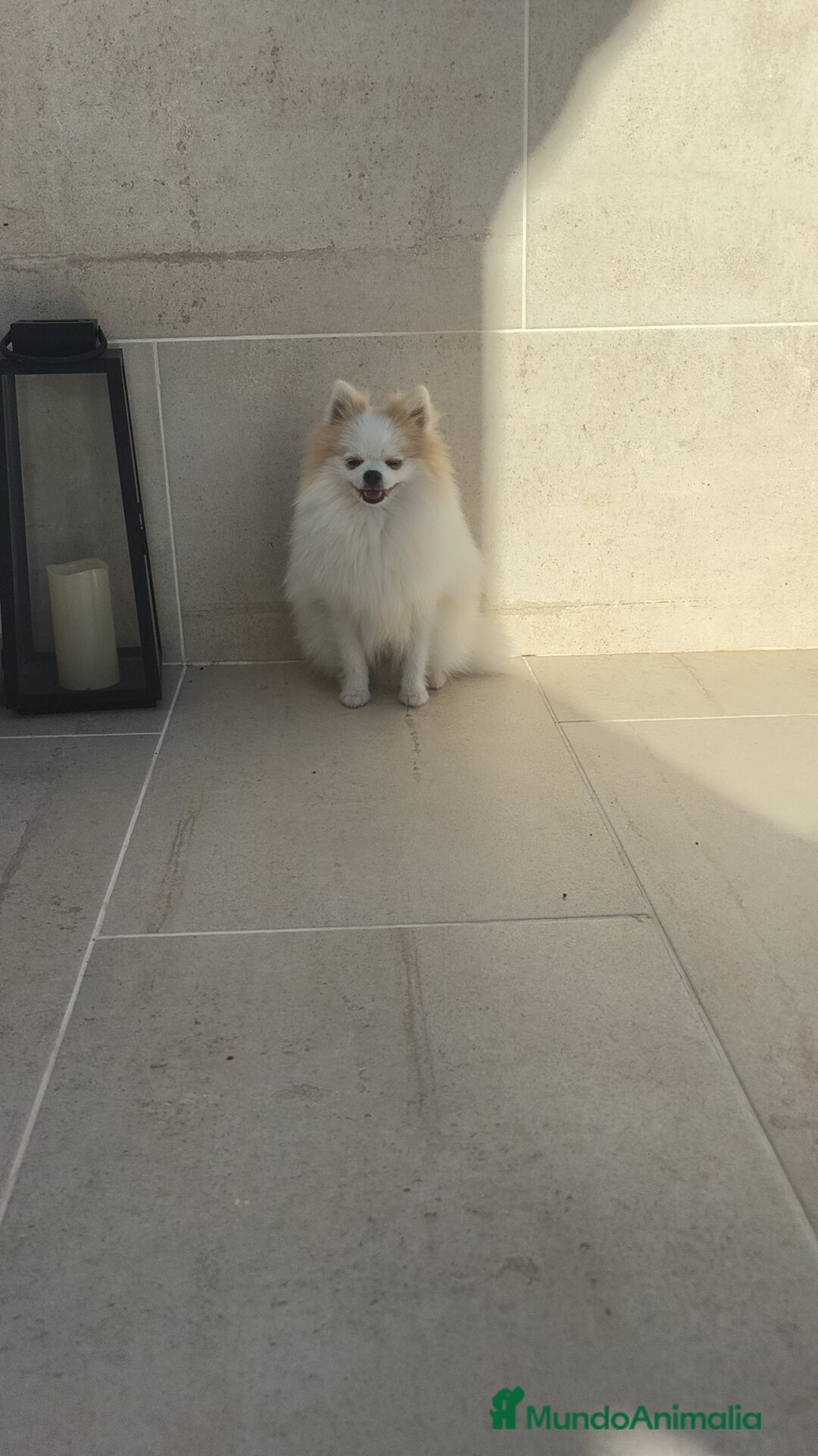 Pomerania perros en venta: Pomerania pedigree  - Imagen 3
