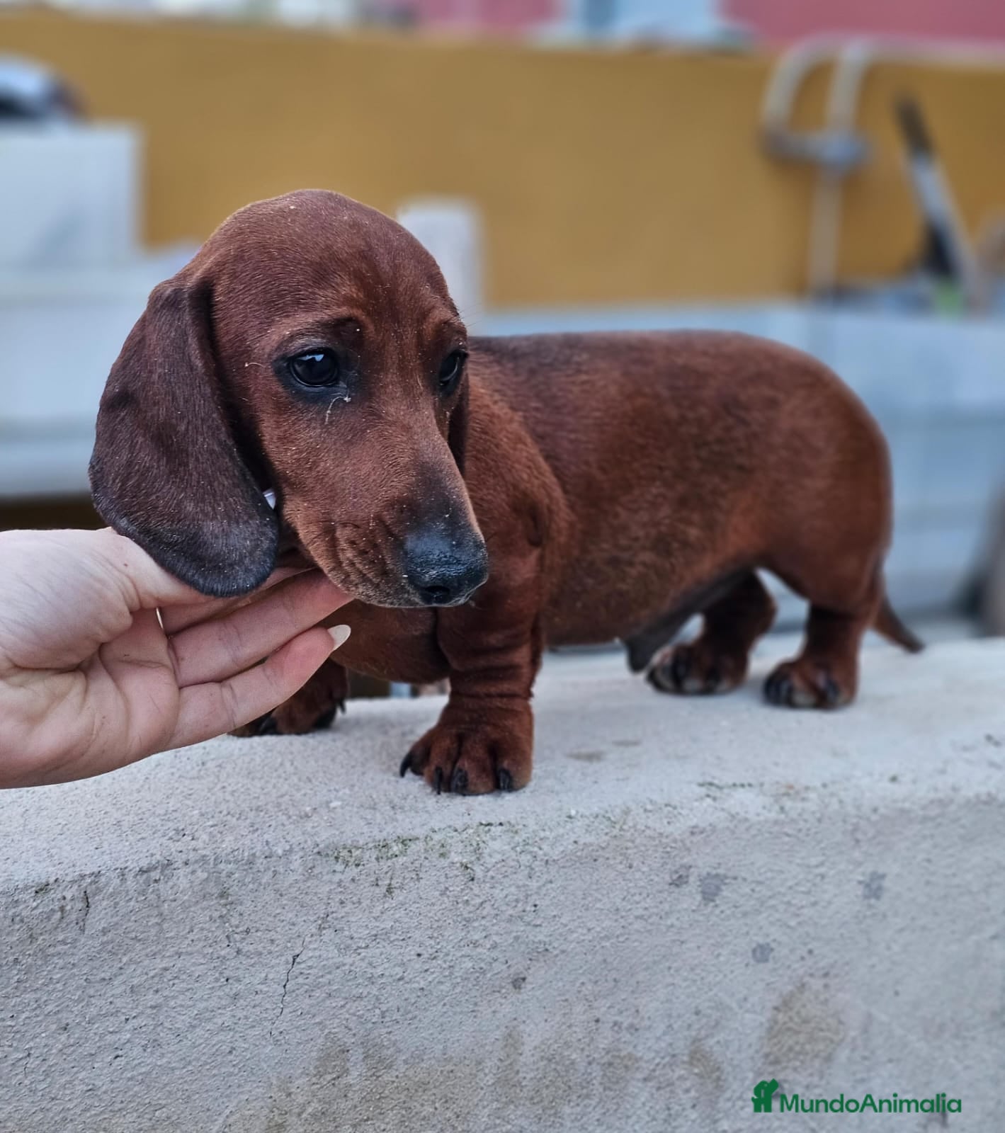 Teckel perros Teckel precio real  - Anuncio 2