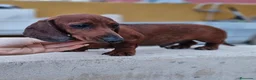 Teckel perros en venta: Teckel precio real  - Anuncio 2