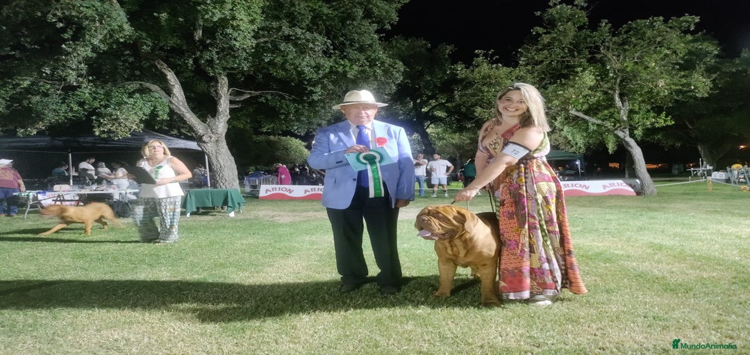 Imagen de galería {{count}}