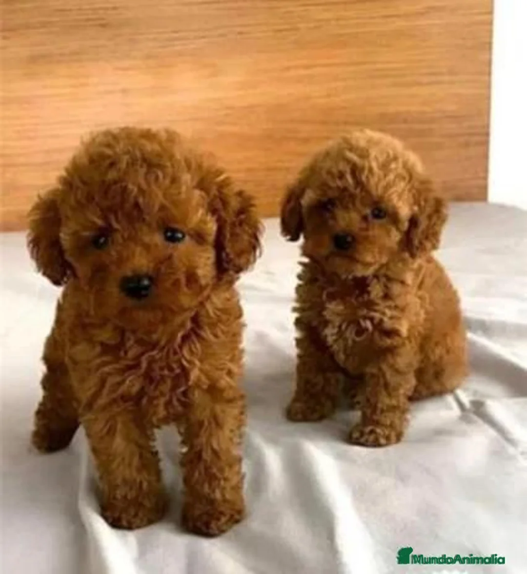 Caniche Toy perros en venta: ❤️🐩🌹CANICHE ROJO: BELLEZA QUE ENAMORA🌹🐩❤️ - Anuncio 1