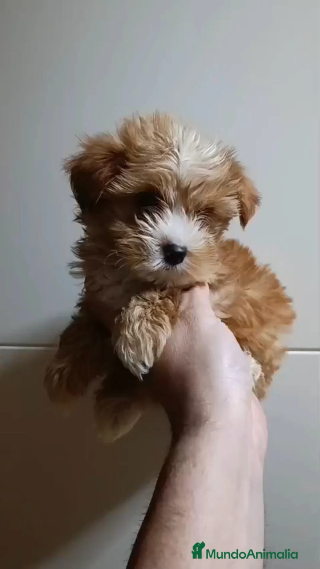 Maltipoo perros en venta: Maltipoo toy y minitoy - Anuncio 2