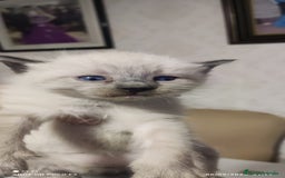 Siamés gatos en venta: Siames  - Imagen 2