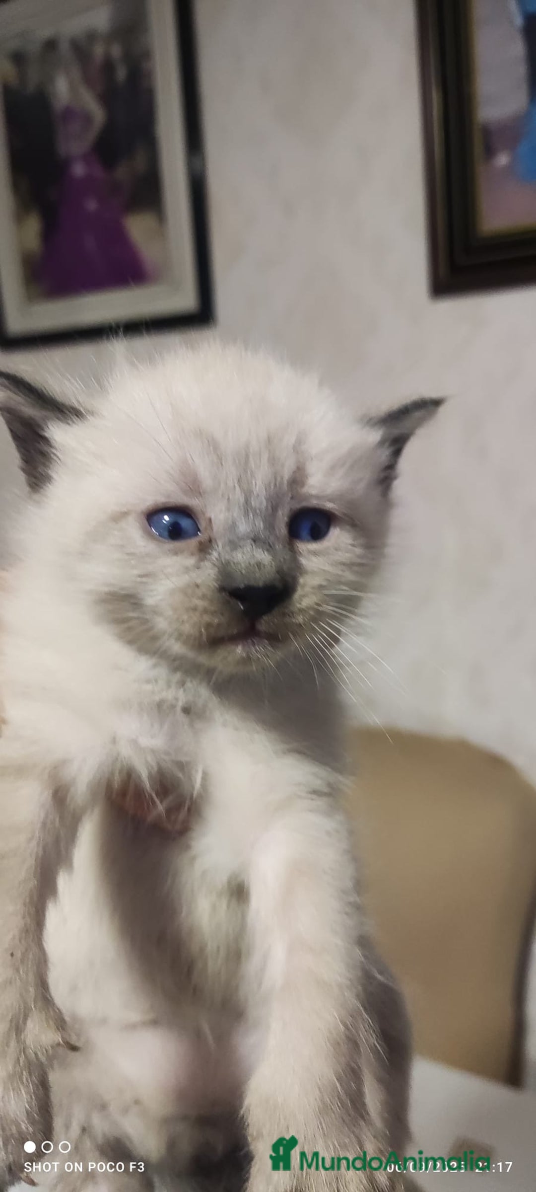 Siamés gatos en venta: Siames  - Imagen 2