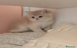 Británico de Pelo Corto gatos en venta: Gatitos British golden de pelo corto - Imagen 11