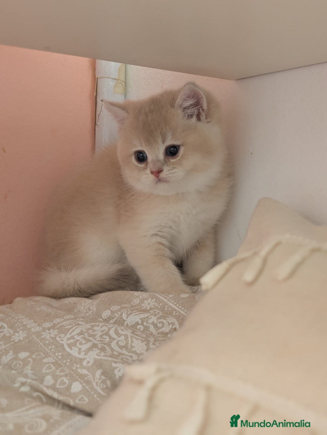Británico de Pelo Corto gatos en venta: Gatitos British golden de pelo corto - Imagen 11