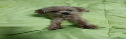 Caniche Toy perros en venta: CANICHE TOY - Anuncio 2