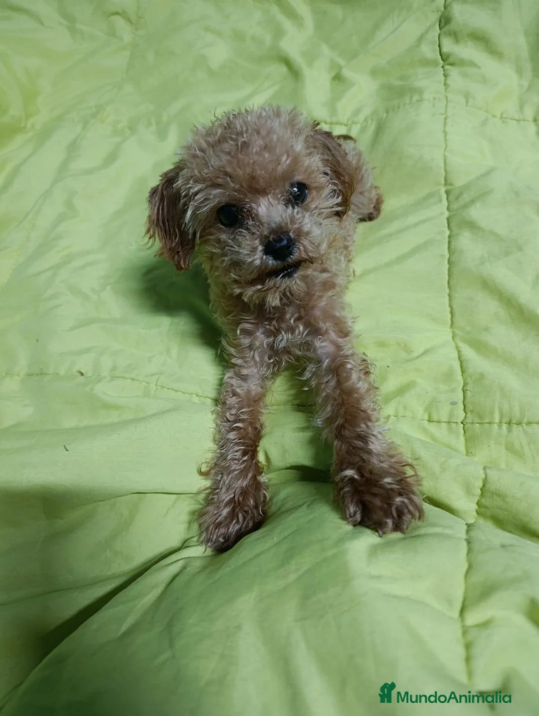 Caniche Toy perros en venta: CANICHE TOY - Anuncio 2