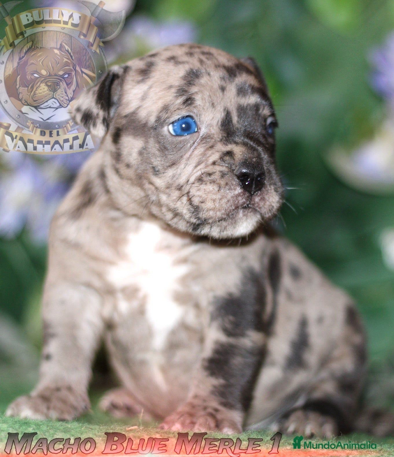 American Bully perros AMERICAN BULLY CRIADORES 622414793 (SOLO LLAMADAS) en Sevilla - Anuncio 9