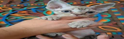 Devon Rex gatos en venta: Preciosos ejemplares de Devon Rex - Anuncio 4