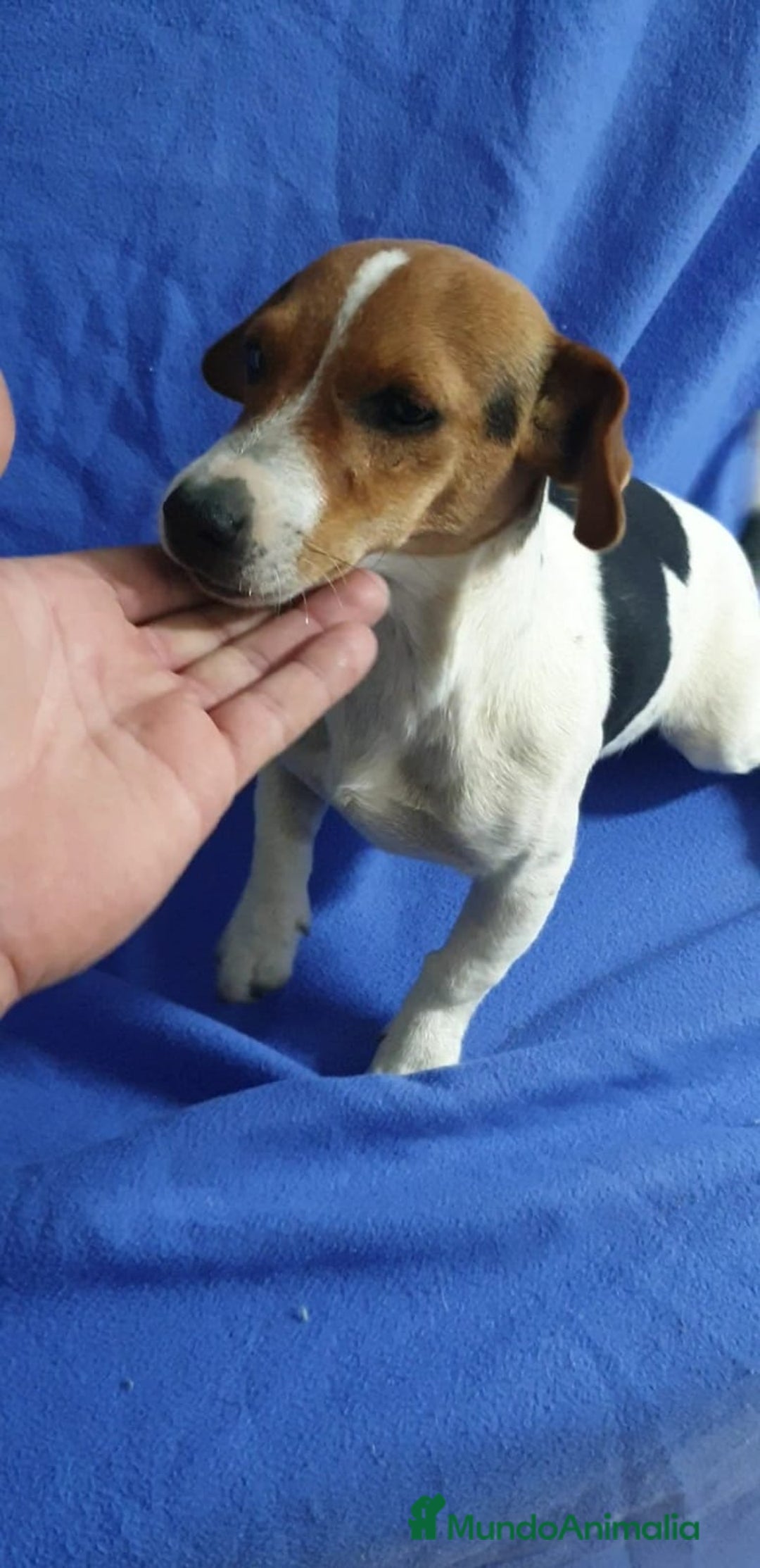 Jack Russell Terrier perros en venta: Jack Russell # pata corta - pelo fino# - Anuncio 3