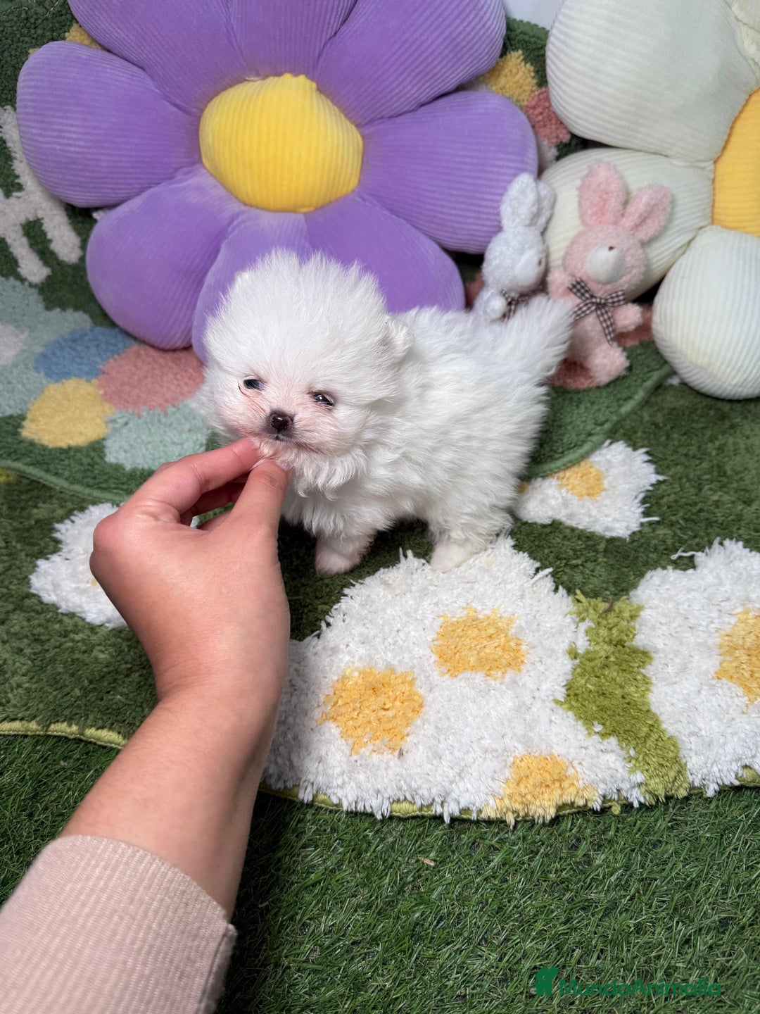 Pomerania perros en venta: Lulu de Pomerania Blanco Puro - Anuncio 1