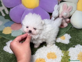 Pomerania perros Lulu de Pomerania Blanco Puro - Anuncio 1