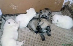 Pomerania perros en venta: MONERIAS DE HEMBRITAS POMERANIAS - Imagen 3
