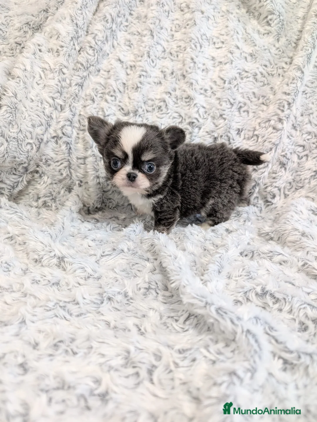 Chihuahua perros en venta: Chihuahua Toy cabeza de manzana  - Anuncio 2