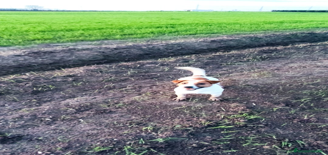 Imagen de galería {{count}}