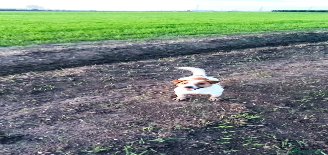 Imagen de galería {{count}}