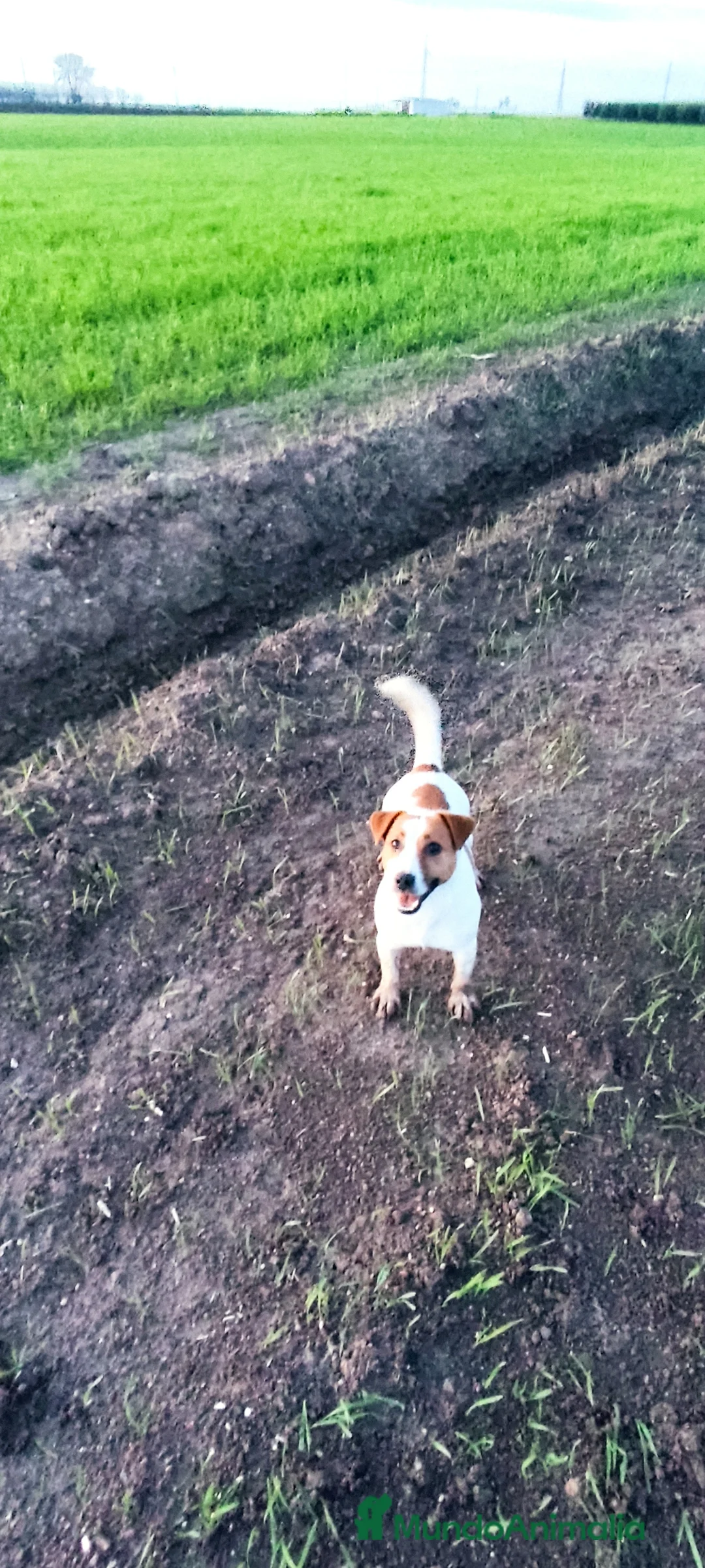 Imagen de galería {{count}}