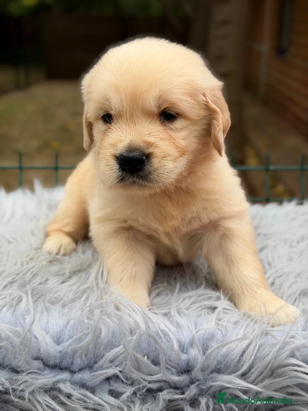 Golden Retriever perros en venta: Golden dorados  - Anuncio 2