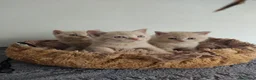 Británico de Pelo Corto gatos en venta: British shorthair  - Anuncio 1