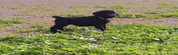 Schnauzer Gigante perros en venta: SchnauzerGiganteNegro - Anuncio 4