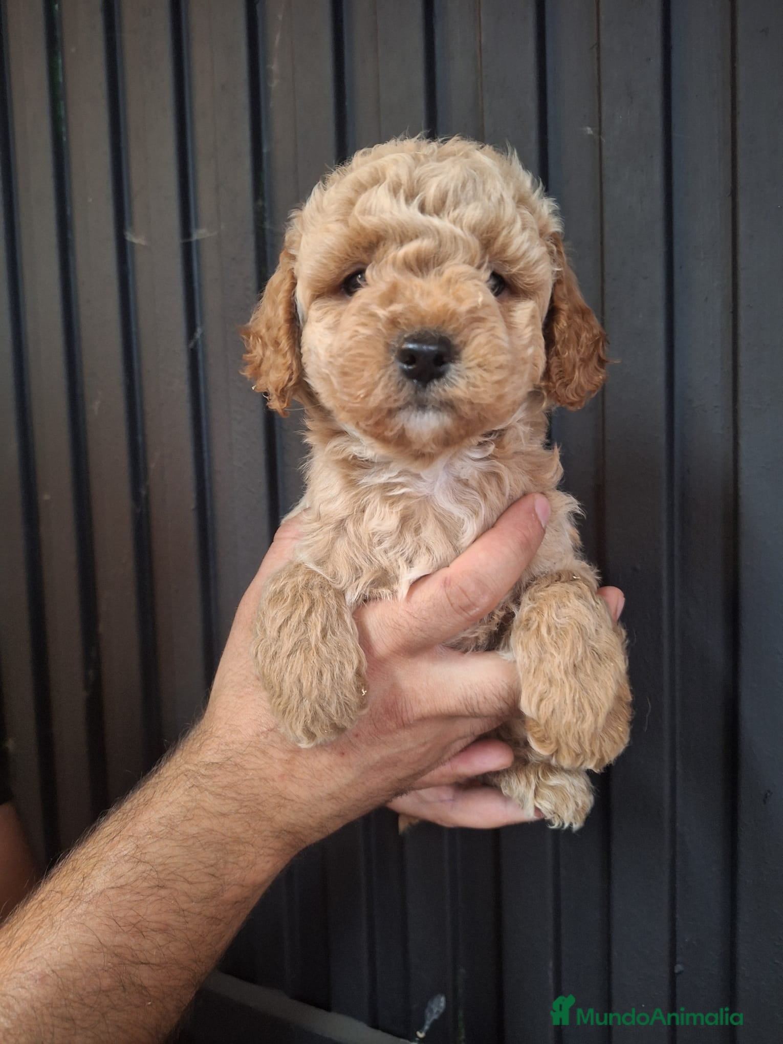 Goldendoodle perros GOLDENDOODLE MINI - Anuncio 1