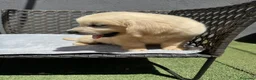 Golden Retriever perros en venta: Cachorro golden retriever - Anuncio 4