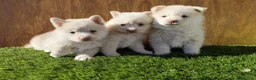 Pomsky perros en venta: Pomsky  - Anuncio 4