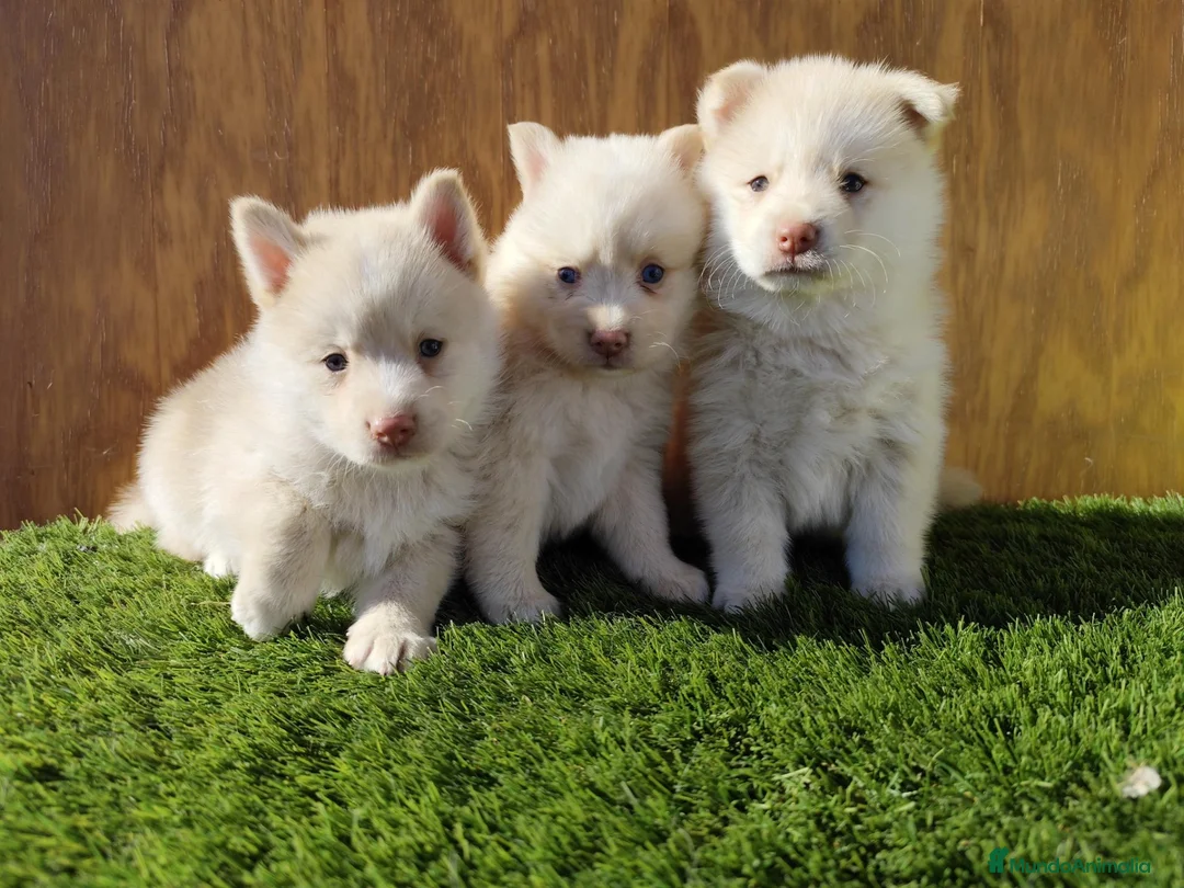 Pomsky perros en venta: Pomsky  - Anuncio 4
