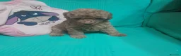 Caniche Toy perros en venta: CANICHE TOY - Anuncio 9