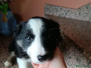 Border Collie perros Border collie hembra - Anuncio 2